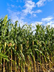 Full-grown maize plants before harvest in autumn, with blue sky and sunlight. corn field, corn crop in sunny weather