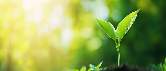 Fototapeta premium A green plant emerges from the ground against a hazy backdrop of verdant grass and trees