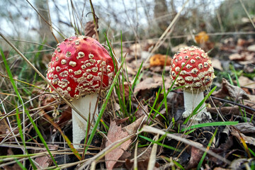 Closeup of toadstool fungus among forest heather bushes during autumn