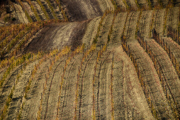 Vigneti del Monferrato, Cuccaro, Alessandria, Piemonte, Italia