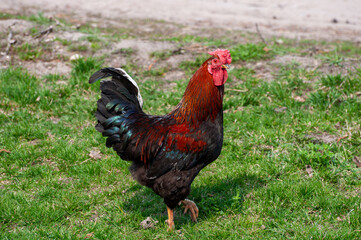 Beautiful red neck rooster outdoor