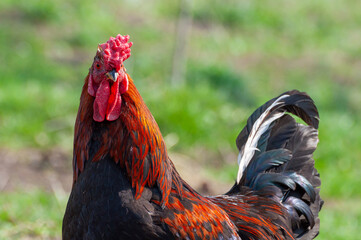 Beautiful red neck rooster outdoor
