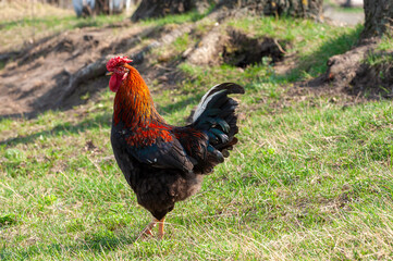 Beautiful red neck rooster outdoor