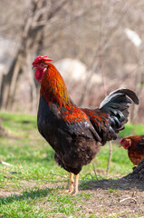 Beautiful red neck rooster outdoor