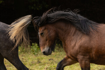 Fototapeta premium Kaltblutportrait