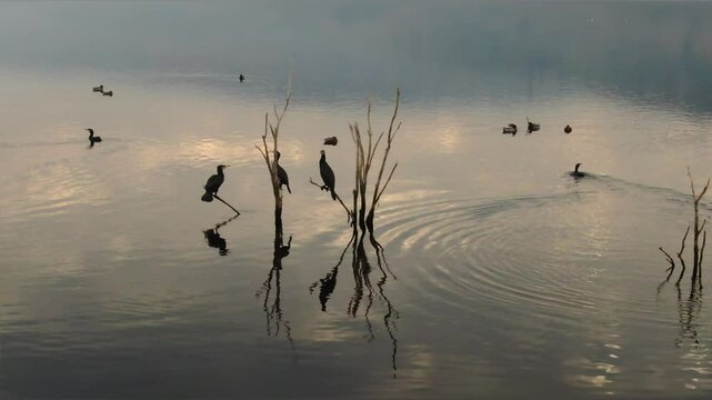 Birds perched on dry tree branches in a foggy lake and ducks swimming in the lake. Great Cormorant, Mallard, Great Crested Grebe