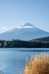 Mount Fuji with lake plants during a sunny day in autumn season on lake Kawaguchi