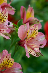 Obraz premium a closeup of the beautiful pink flowers lilium in the garden