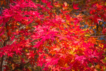 close up of maple red leaves during autumn in japan