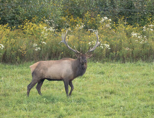 Elk Bull Bugling Autumn Rut Royal Imperial Monarch Antlers