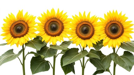 Bright sunflowers with their stems isolated on white