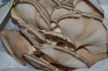 Oyster mushrooms in an open plastic bag.