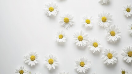 Obraz premium A group of daisies in a simple composition on a white backdrop