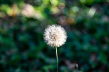 Dandelion fluff (Taraxacum) on green background