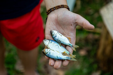  A  Brazilian Yellow-tail Lambari (Astyanax altiparanae) - Freshwater fish