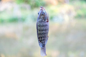Freshwater tilapia fish caught with hook