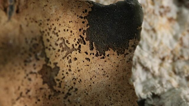 Close-up of porous stone surface with dark spots