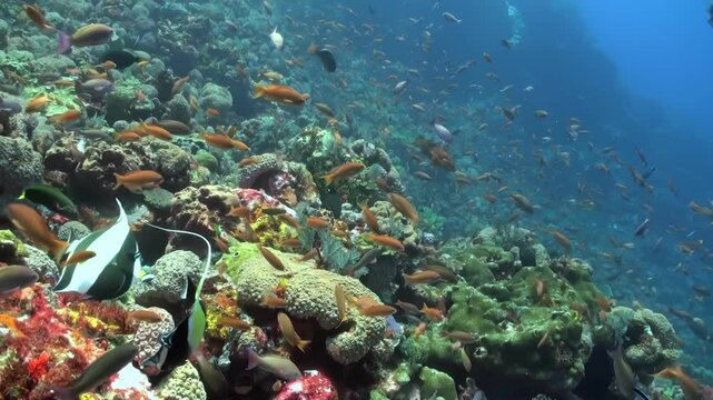 A school of fish swims in the ocean. The fish are orange and black