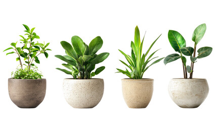 Obraz premium Beautiful Greenery in Ceramic Pots for Stylish Indoor Decoration Generative AI