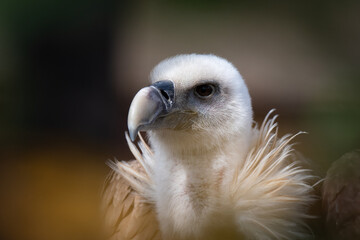 portrait of a eurasian griffon