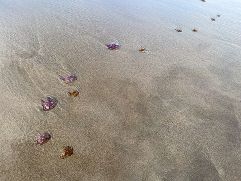 MEDUSOZOA, VARIAS MEDUSAS TRANSPARENTES EN LA ARENA. DETALLE. 
