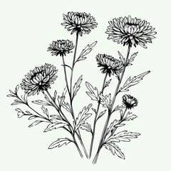 Aster, dahlia, chrysanthemum sketch flowers
illustration outline of a flower
black and white line art, lineart
set of contour flower, line art of flowers, leaves