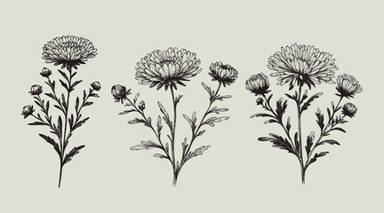 Aster, dahlia, chrysanthemum sketch flowers
illustration outline of a flower
black and white line art, lineart
set of contour flower, line art of flowers, leaves
