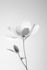 Obraz premium Elegant B&W close-up of blooming flower with soft petals and bud on minimalist background