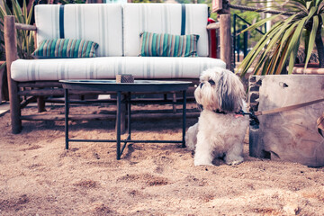 Cute tiny furry shi tzu puppy dog on a terrace balcony seated and waiting