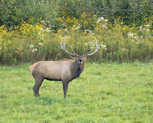 Elk Bull Bugling Autumn Rut Royal Imperial Monarch Antlers