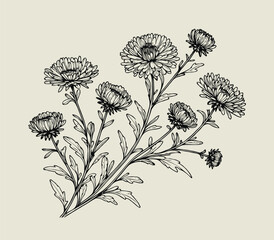 Adobe Illustrator Artwork
Aster, dahlia, chrysanthemum sketch flowers
illustration outline of a flower
black and white line art, lineart
set of contour flower, line art of flowers, leaves