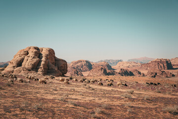 moutons dans le désert du wadi rum