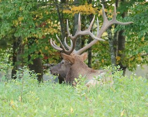 Gorgeous Elk Bull Resting During the Autumn Rut