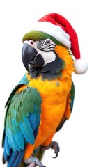 Fototapeta premium Blue and yellow macaw parrot wearing santa hat posing on white background