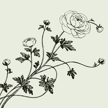 recommend clip art: set of contour peony, poppy, anemone, ranunculus flower, line art of flowers, leaves
                    black and white illustration
                    set of decorative elements of plants