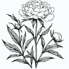 set of contour peony, poppy, anemone, ranunculus flower, line art of flowers, leaves
black and white illustration
set of decorative elements of plants