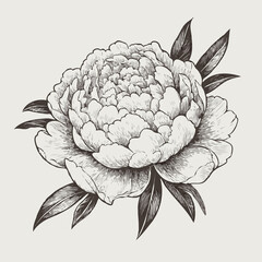 set of contour peony, poppy, anemone, ranunculus flower
line art of flowers, leaves
black and white illustration
set of decorative elements of plants