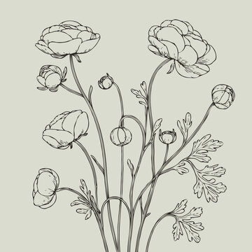 recommend clip art: Adobe Illustrator Artwork
                    set of contour peony, poppy, anemone, ranunculus flower, line art of flowers, leaves
                    black and white illustration
                    set of decorative elements of plants