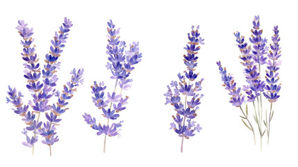 Borders of Tender Lavender Flowers in Soft Watercolor Hues Generative AI