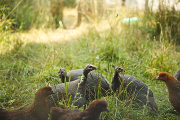 Guinea hens on a small farm in Ontario, Canada.