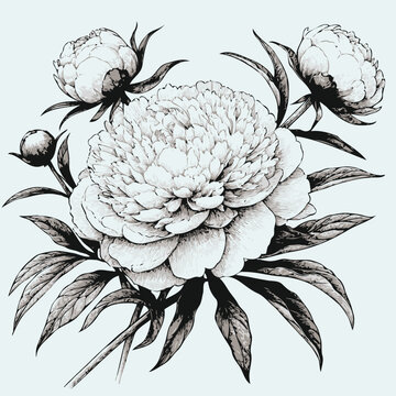 recommend clip art: Adobe Illustrator Artwork
                    set of contour peony, poppy, anemone, ranunculus flower, line art of flowers, leaves
                    black and white illustration
                    set of decorative elements of plants