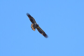 Juvenile eagle soaring against a blue sky. 