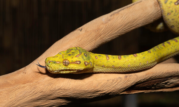 Green Tree Pythons in my Backyard