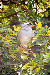 White Crowned Sparrow Stands in Tree