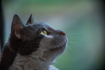 Mirada felina, gato blanco y gris con ojos amarillos