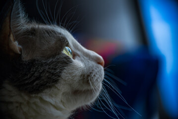 Mirada felina, gato blanco y gris con ojos amarillos