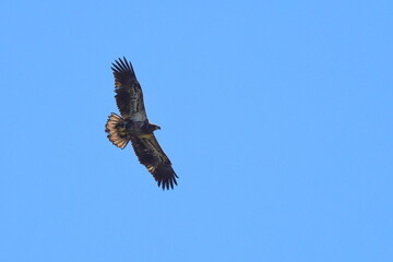 Juvenile eagle soaring against a blue sky. 