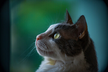 Mirada felina, gato blanco y gris con ojos amarillos