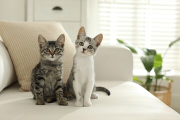 Two cute kittens on sofa at home