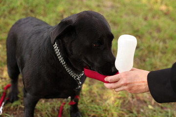 Owner giving water to her cute Labrador Retriever dog outdoors, closeup